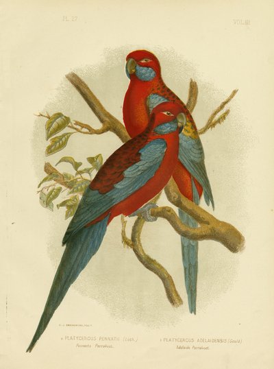 Pennants Parakeet Or Crimson Rosella by Gracius Broinowski